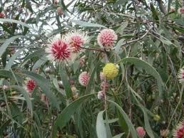 Top 10 Exotic Edible Plants In The World